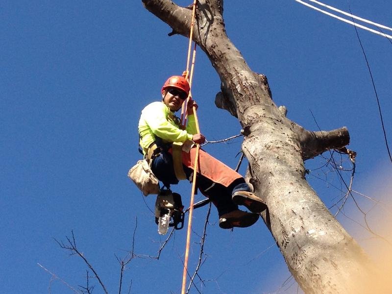 Jimenez Tree Service & Landscaping