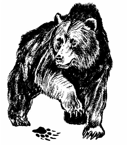 Kodiak DGS