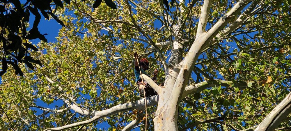 Merritt's Tree Service