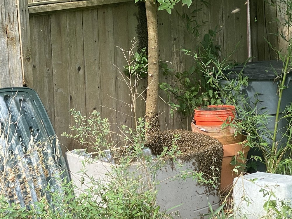 Delpa Bee Removal