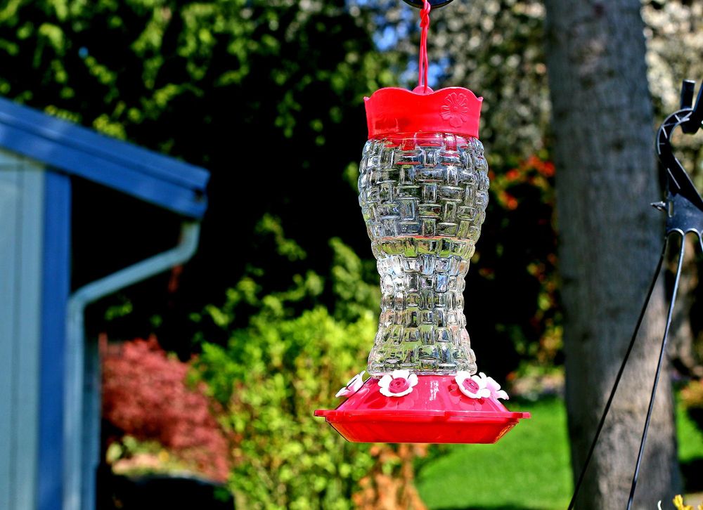 Hummingbird Feeder 4 Parts Water To 1 Part Sugar Boil Then Cool
