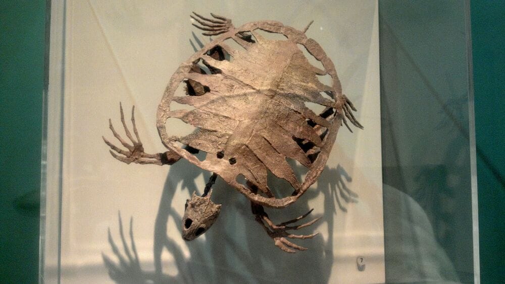 Web the alf museum expands knowledge of the history of life through scientific research, exploration, and education. Photos for Raymond M Alf Museum of Paleontology Yelp