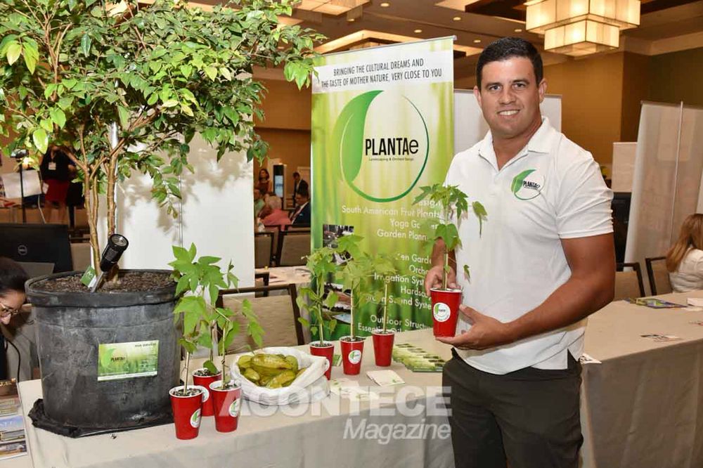 Plantae