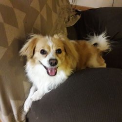dog daycare bellevue wa dog daycare bellevue wa