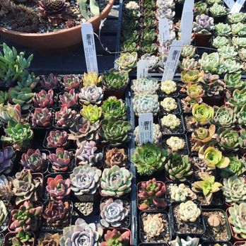 Regan Nursery 230 Photos 150 Reviews Nurseries Gardening Regan Nursery 230 Photos 150