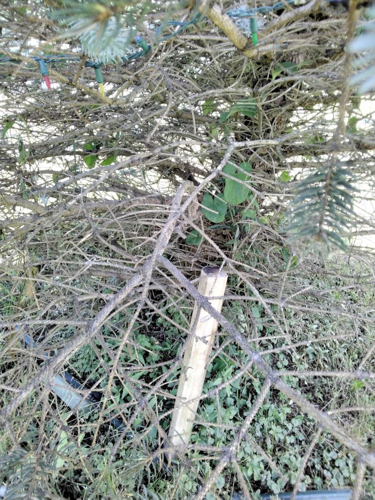 Roots Up Plant Health
