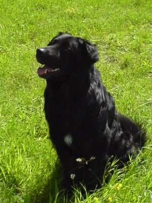 Jeulin educateur canin - Dressage de chien & autres Jeulin educateur canin - Dressage de chien & autres