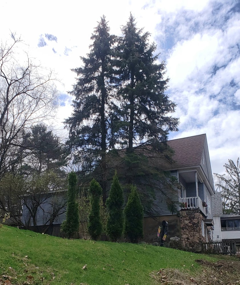 Lackawanna Tree Service