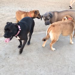 costa mesa dog park costa mesa dog park