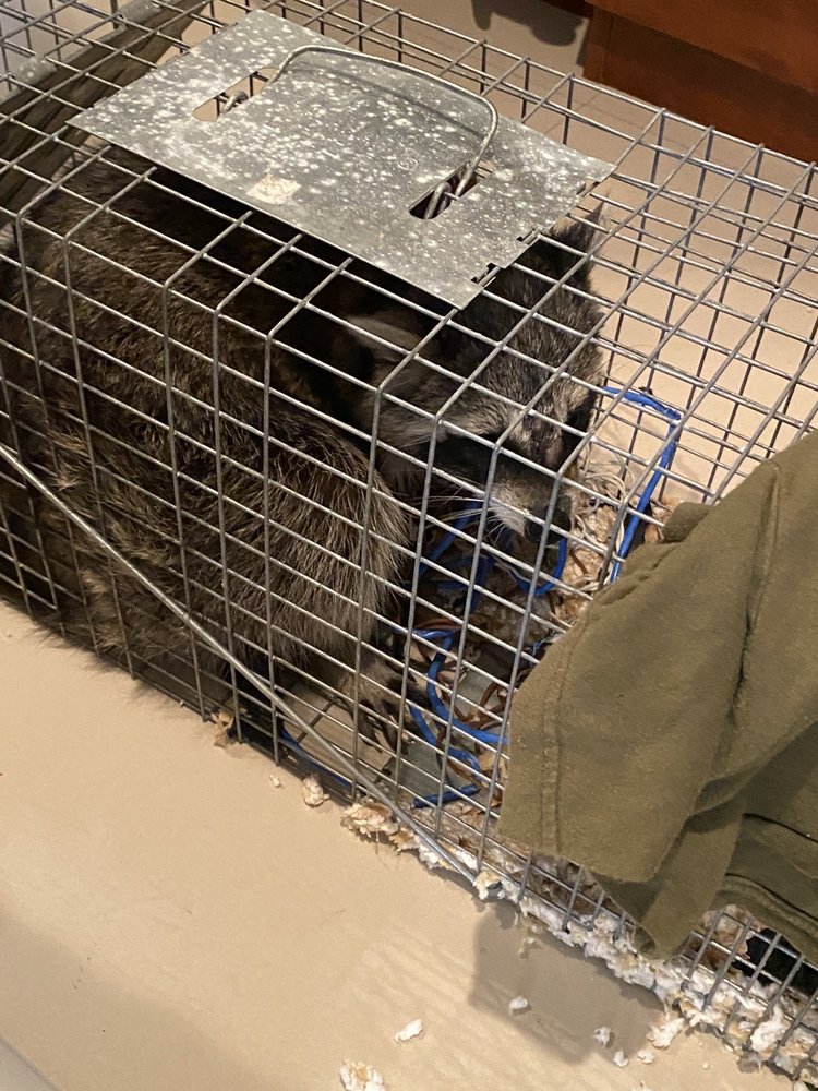 Ian Pest Control