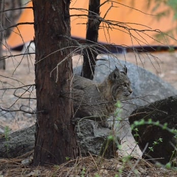 Camp 4 - 27 Photos & 36 Reviews - Campgrounds - Yosemite Lodge Dr And