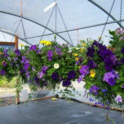 Country Garden Nursery 13 Photos Nurseries Gardening 6275 Nw Photo Of Country Garden Nursery Mcminnville Or United States