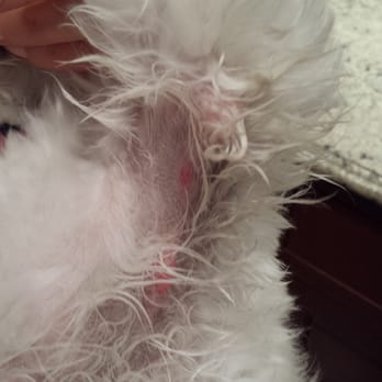 razor burn on dogs best friends pet care 11 photos 29 reviews pet 528 ave norwalk razor burn on dogs best friends pet care 11 photos 29 reviews pet 528 ave norwalk