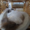 Catpawcino