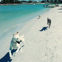 dog beach st petersburg fl dog beach st petersburg fl