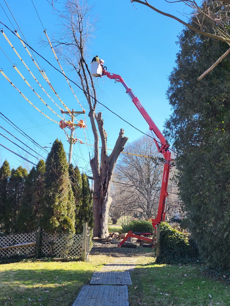 Stein Tree Service