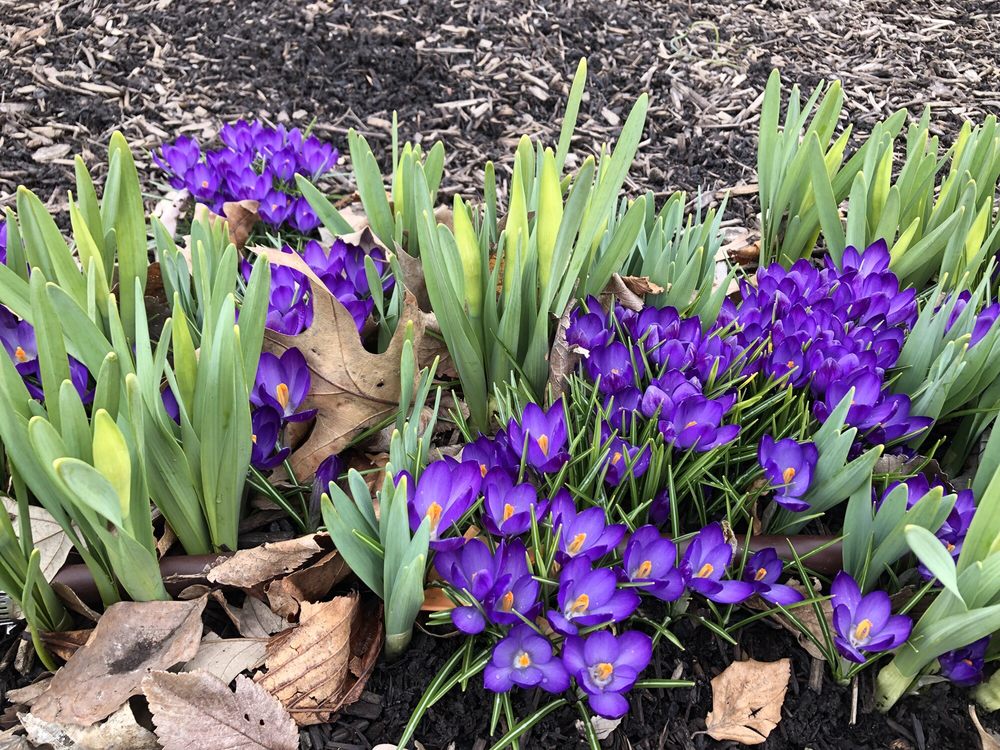 Delaware Park Rose Garden 36 Photos & 10 Reviews Parks 199