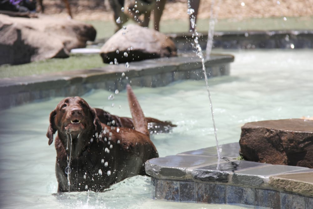 Dogwood Acres Pet Retreat 21 Photos & 37 Reviews Pet Training 439