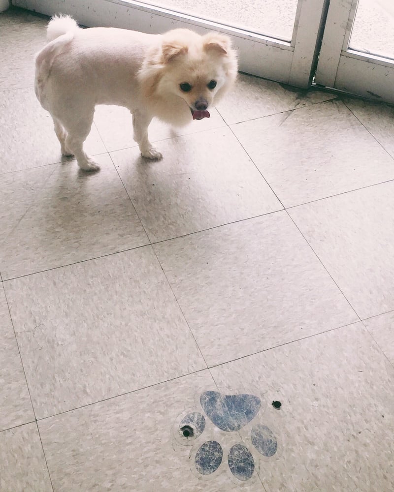 Reviews For Dog Groomers In My Area Reviews For Dog Groomers In My Area