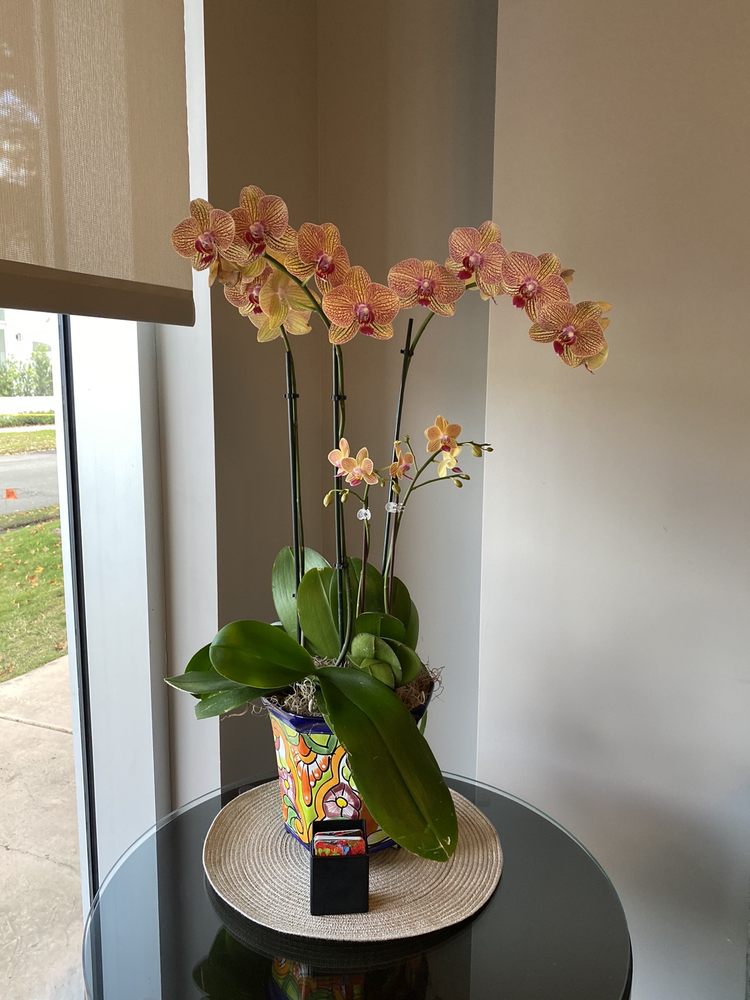 image of business Coral Gables Dentistry