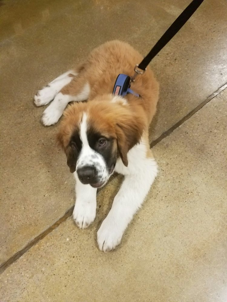 PetSmart Pet Stores 5200 N 27Th St Lincoln, NE Reviews Phone