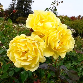 Regional Rose Garden San Jose 2020 All You Need To Fuera De Combate