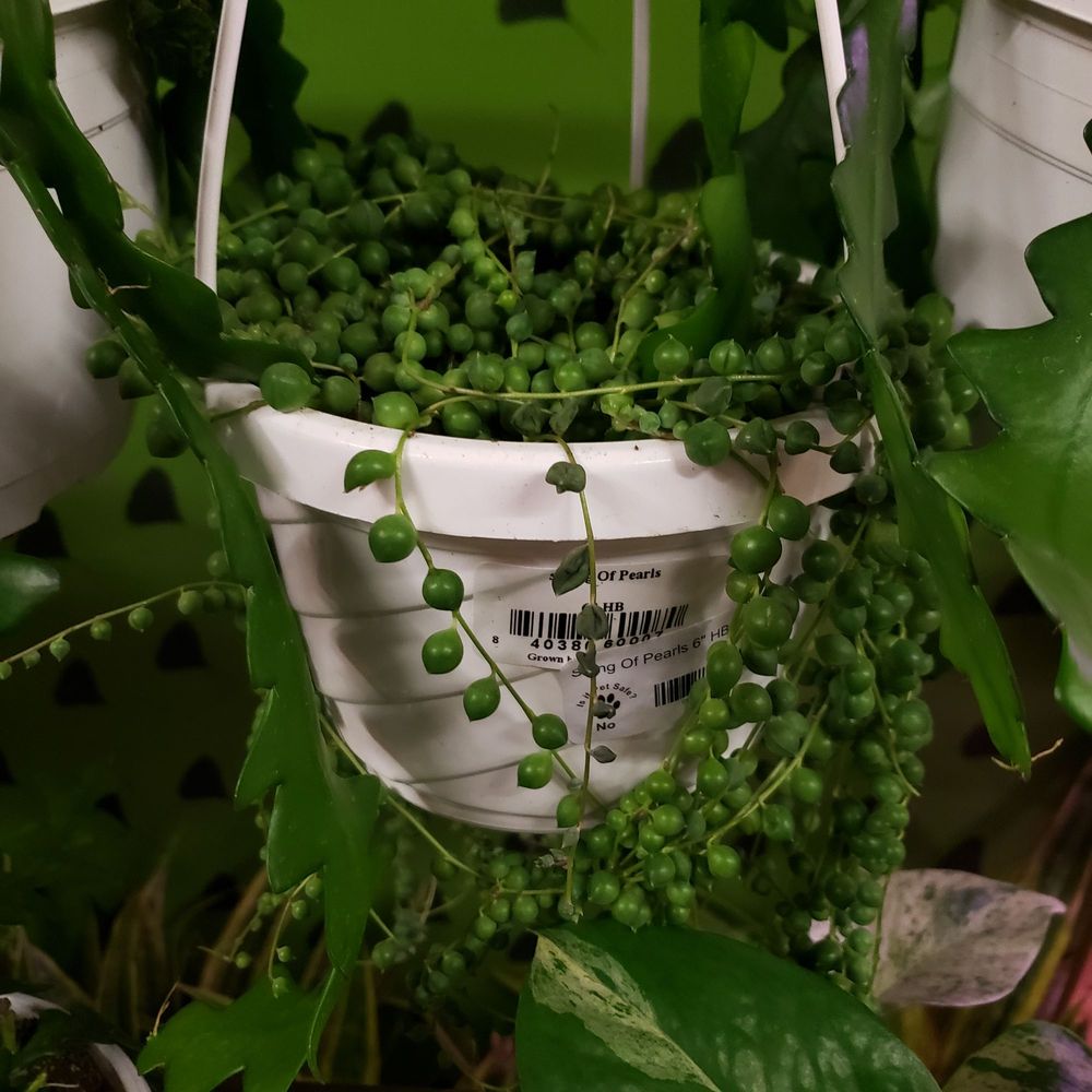 The Curious Plantaholic
