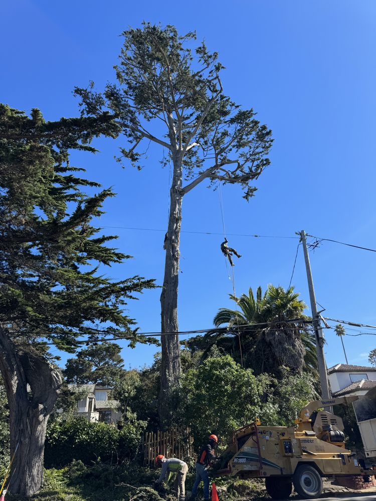 The Tree Brothers