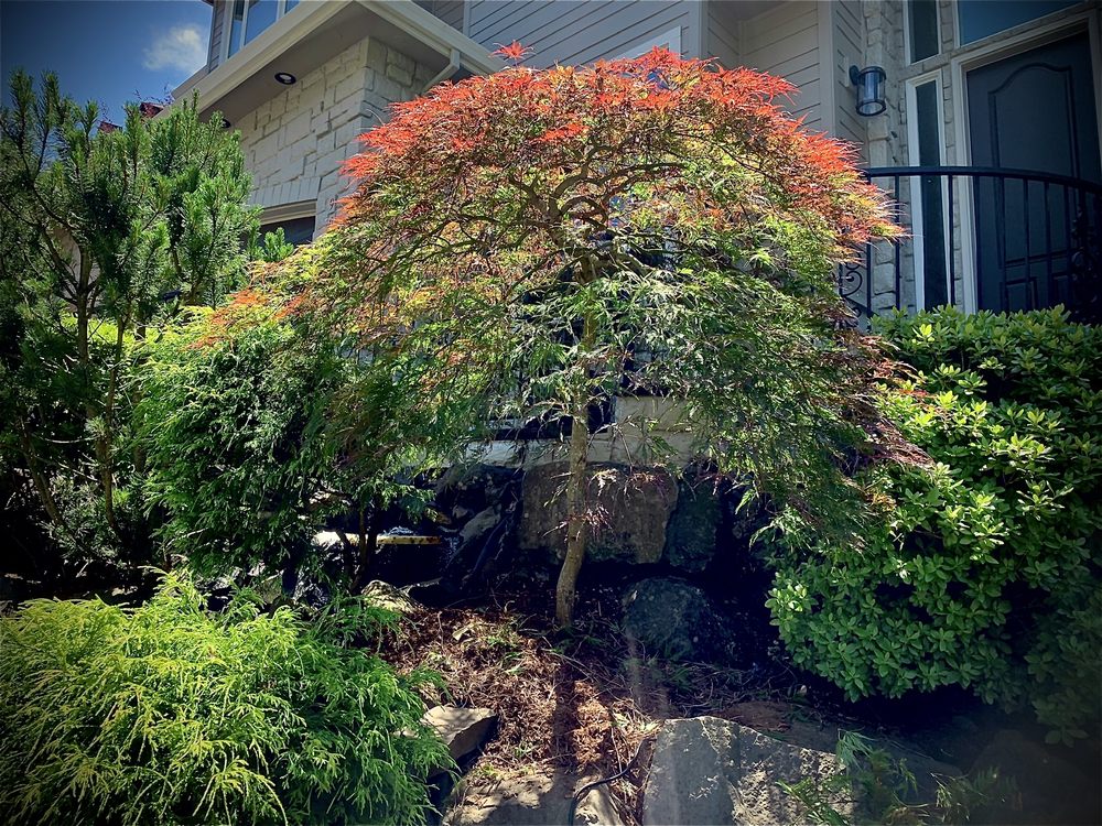 Maple Man - Japanese Maple Pruning