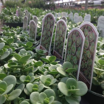 Wickman Gardens - 28 Photos & 10 Reviews - Nurseries & Gardening - 1345