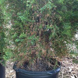 Nj Plants And Trees Nurseries Gardening P O Box 1831 Photo Of Nj Plants And Trees Burlington Township United States