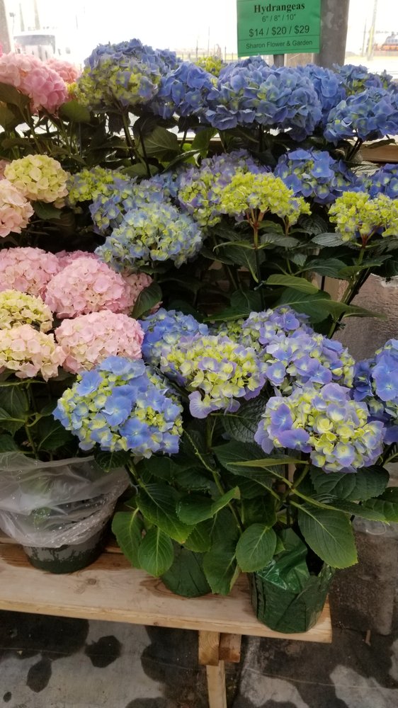 Sharon Flower & Garden