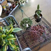 Yelp Reviews For East Bay Nursery 78 Photos 162 New