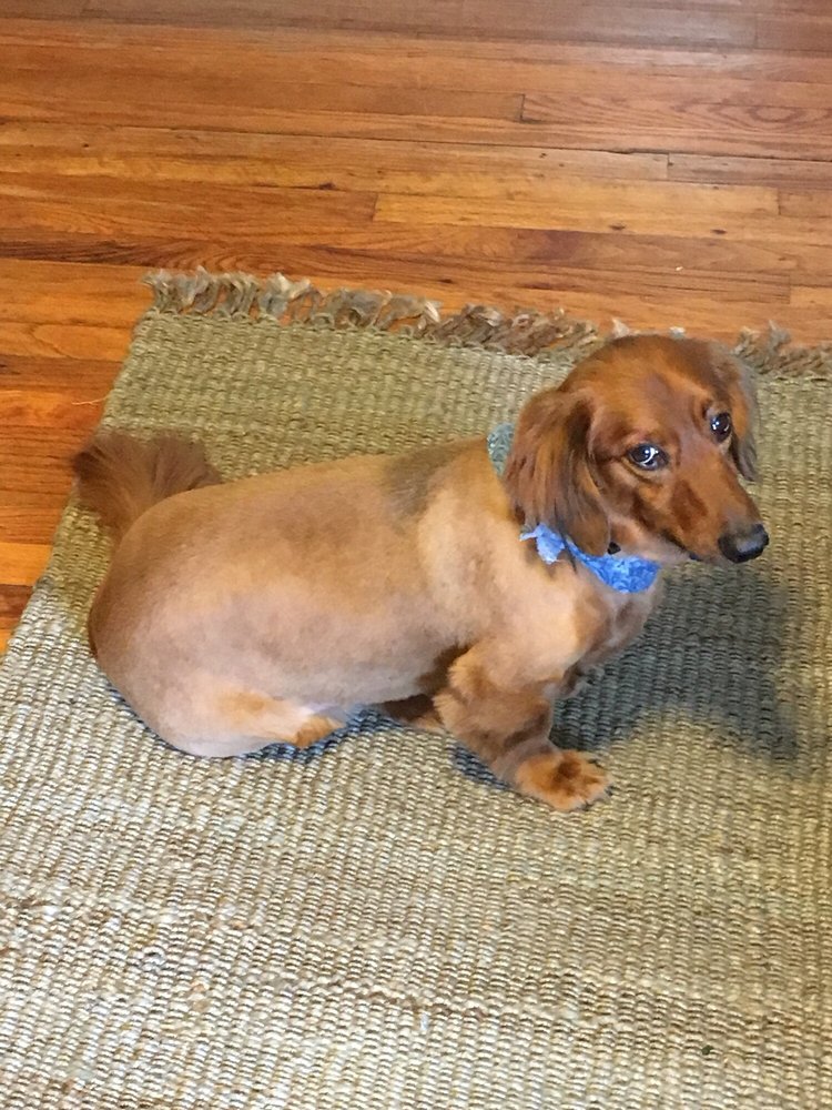 Photos For Uptown Dog Yelp