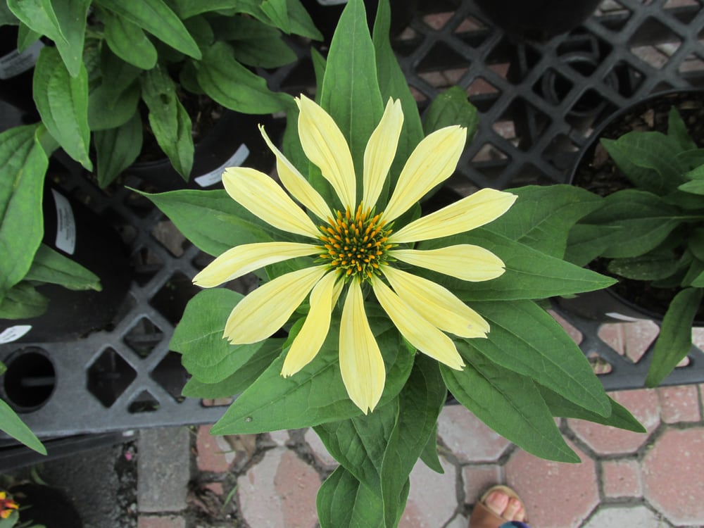 Blue Mount Nursery