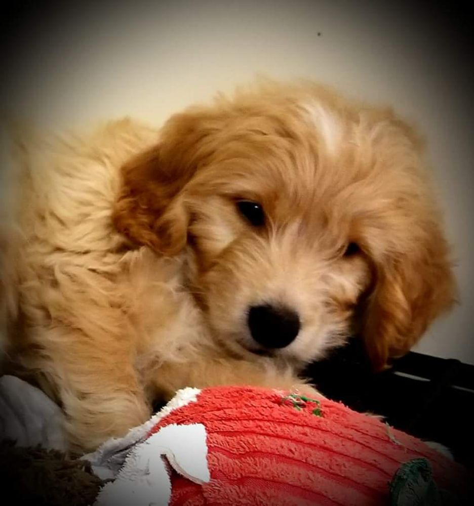 Just Puppies of Maryland, Inc