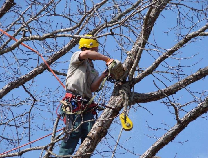 The Tree Dr TLC