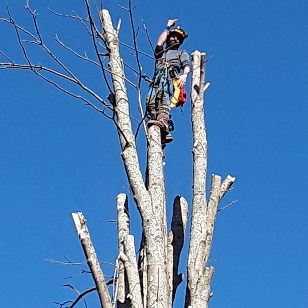 ABC Tree Monkeys
