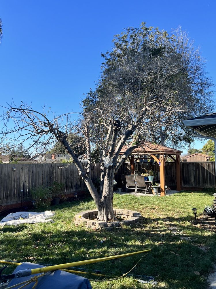 Tree Force