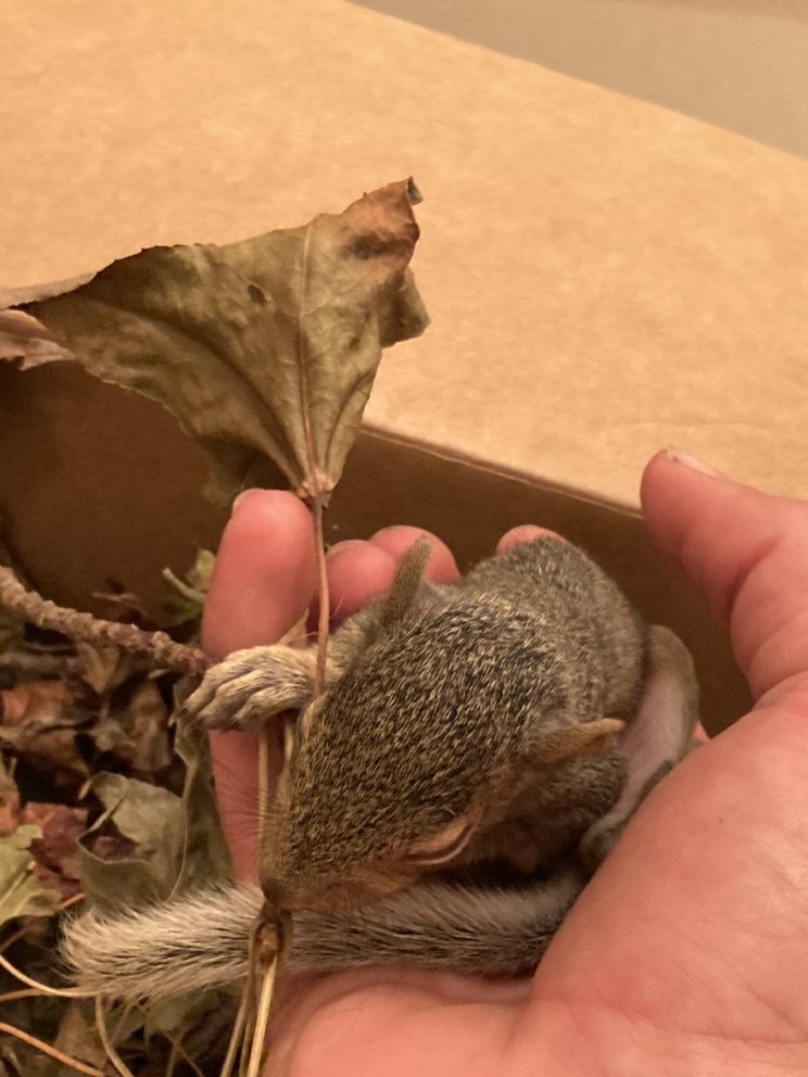 Batman Wildlife and Chimney Sweep