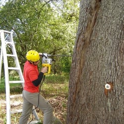 Tree Service Middlebury  Photo of Weise Choice Tree Services - Middlebury, CT, United States. Cherry Tree
