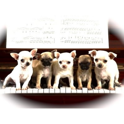 oaklea boarding kennels