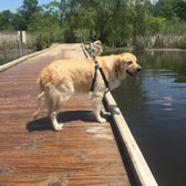 lake orion dog park lake orion dog park