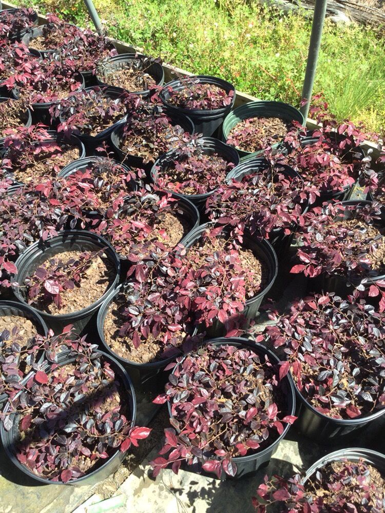 Eakers Nurseries & Tree Farm