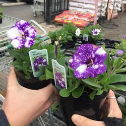 Four Seasons Nursery Nurseries Gardening 5736 Crater Lake Ave Photo Of Four Seasons Nursery Central Point Or United States