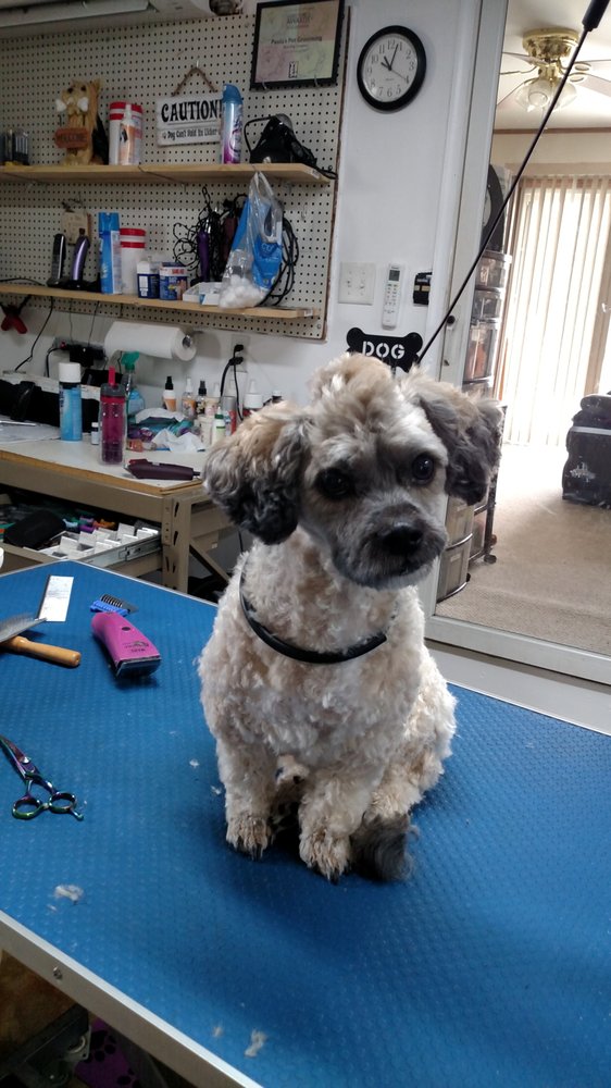 Paula’s Pet Grooming 17 Photos Pet Groomers 3539 Linda Dr, Bourbonnais, IL Phone Number