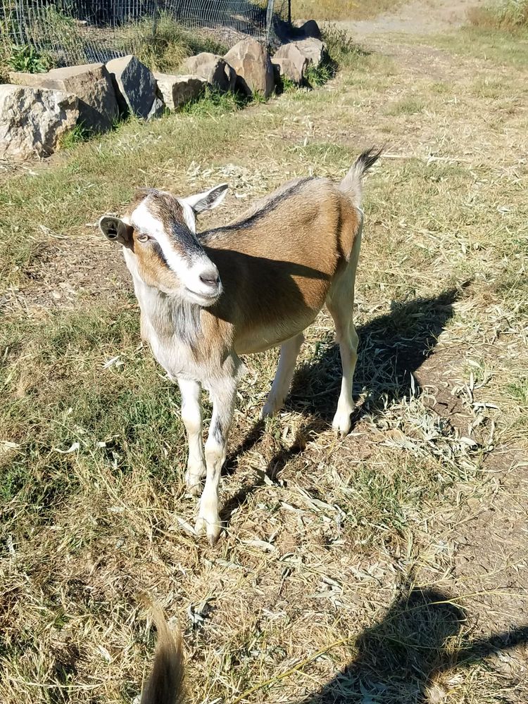 Amazing Farm Fun