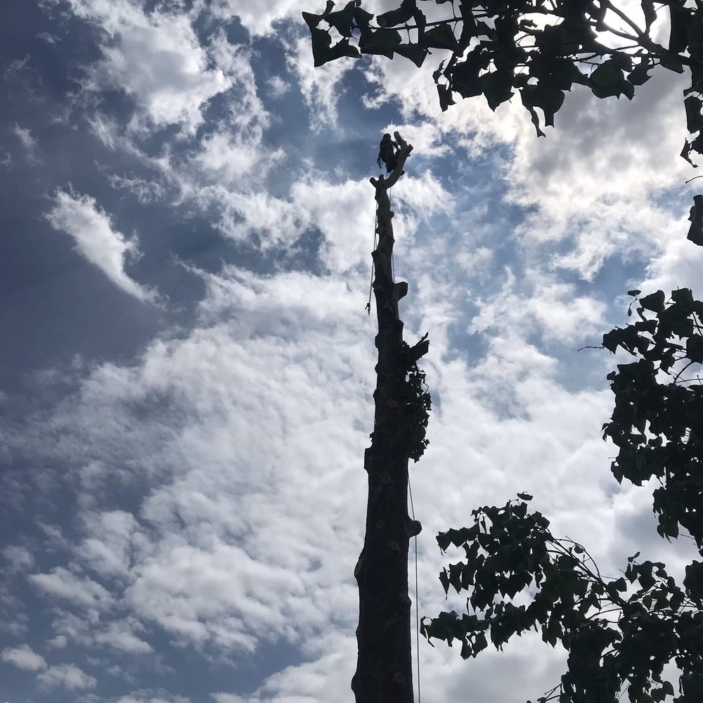 ProArbor Tree Services