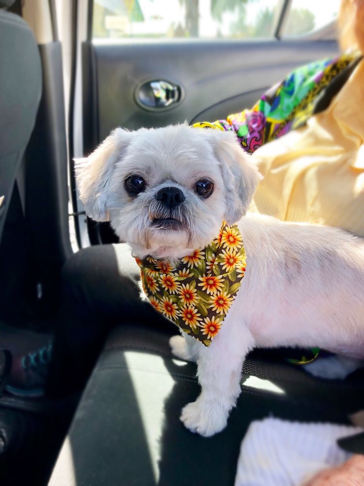 pedigree dog grooming