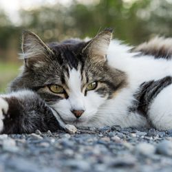 low cost vet round rock